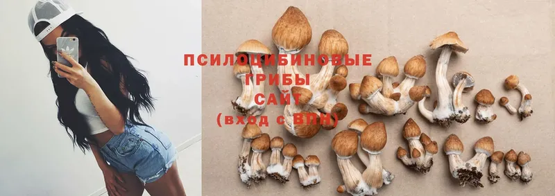 Галлюциногенные грибы Cubensis  Красновишерск 